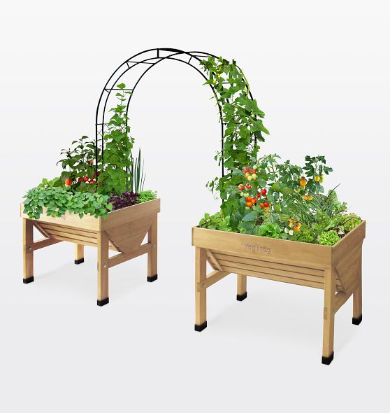 VegTrug Metal Squash Arch | Rejuvenation