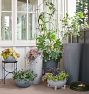 Black Iron Modern Trellis