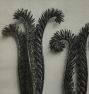 Vintage Botanical Photogravure Book Print by Karl Blossfeldt