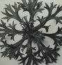 Vintage Botanical Photogravure Book Print by Karl Blossfeldt