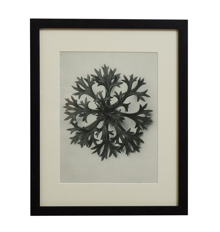 Vintage Botanical Photogravure Book Print by Karl Blossfeldt