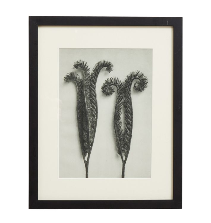 Vintage Botanical Photogravure Book Print by Karl Blossfeldt