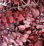 Red Eucalyptus Dried Wreath