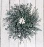 Silverleaf Eucalyptus Dried Wreath