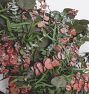 Cranberry Eucalyptus Dried Wreath