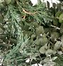 Evergreen Woods Dried Wreath