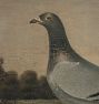 Pigeon Framed Reproduction Wall Art Print