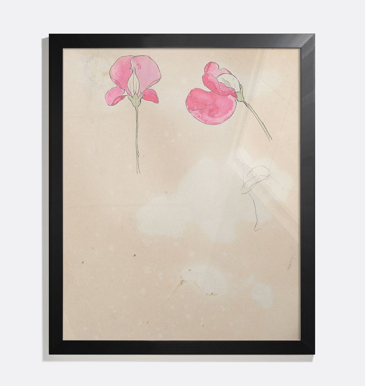 Lathyrus Framed Reproduction Wall Art Print