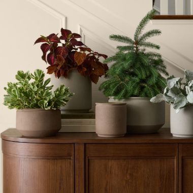 Planters &amp; Pots