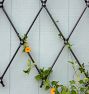 Wall-Mounted Lattice Iron Trellis