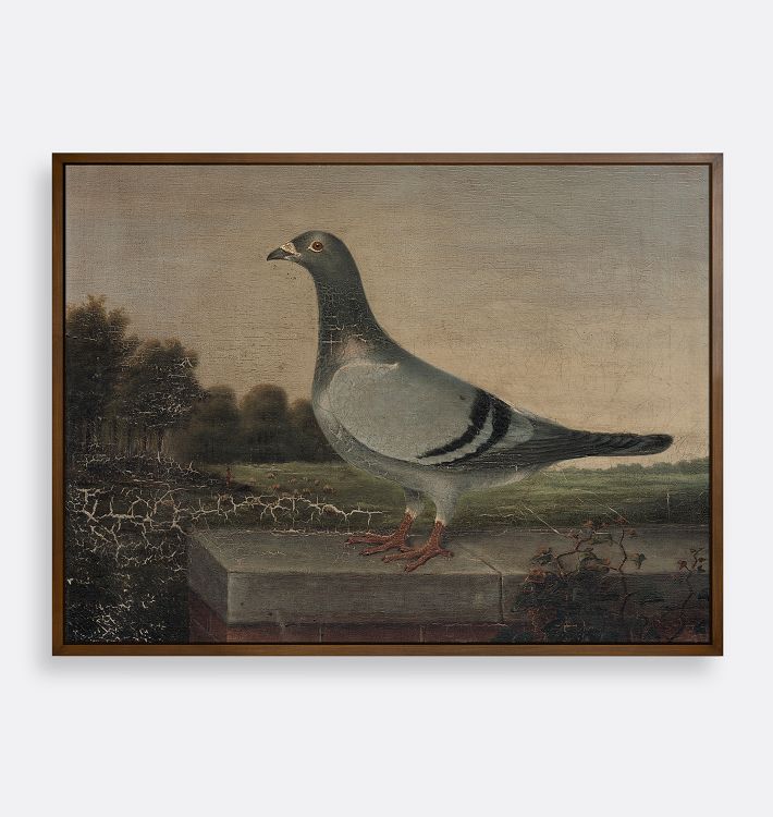 Pigeon Framed Reproduction Wall Art Print 21"x17" by Unknown Artist
