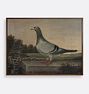 Pigeon Framed Reproduction Wall Art Print 21"x17" by Unknown Artist