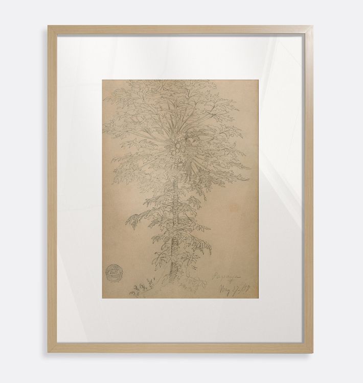 Papaya Tree, Ecuador Framed Reproduction Wall Art Print, 16" x 20" - Natural Wood Frame with Acrylic Glaze