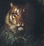 Tiger's Head by Abbot Handerson Thayer Framed Reproduction Wall Art Print