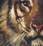 Tiger's Head by Abbot Handerson Thayer Framed Reproduction Wall Art Print