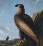 Washington Sea Eagle by John James Audubon Framed Reproduction Wall Art Print
