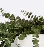 Live Baby Eucalyptus Garland &amp; Wreath