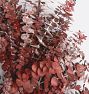 Red Eucalyptus Dried Wreath