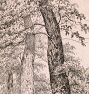 Three Tall Trees Framed Reproduction Wall Art Print