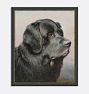 NEWFIE 22INX26IN