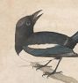 Magpie Wall Art Print