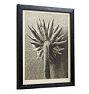 Vintage Botanical Photograph Black and White Taraxacum 109