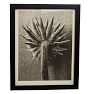 Vintage Botanical Photograph Black and White Taraxacum 109