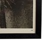 Vintage Botanical Photograph Black and White Taraxacum 109