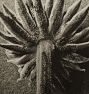 Vintage Botanical Photograph Black and White Taraxacum 109