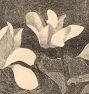 Cyclamen by Samuel Jessurun De Mesquita Framed Reproduction Wall Art Print