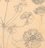 Oxalis Zinnia Potato Blossom East Hampton by Samuel Colman Framed Reproduction Wall Art Print