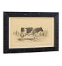 Vintage 19th Century French Cow by Julius Bien & Co. Lith Print No. 1