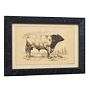 Vintage 19th Century French Cow by Julius Bien & Co. Lith Print No. 6