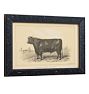 Vintage 19th Century French Cow by Julius Bien & Co. Lith Print No. 3