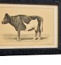 Vintage 19th Century French Cow by Julius Bien &amp; Co. Lith Print No. 2
