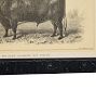 Vintage 19th Century French Cow by Julius Bien &amp; Co. Lith Print No. 3