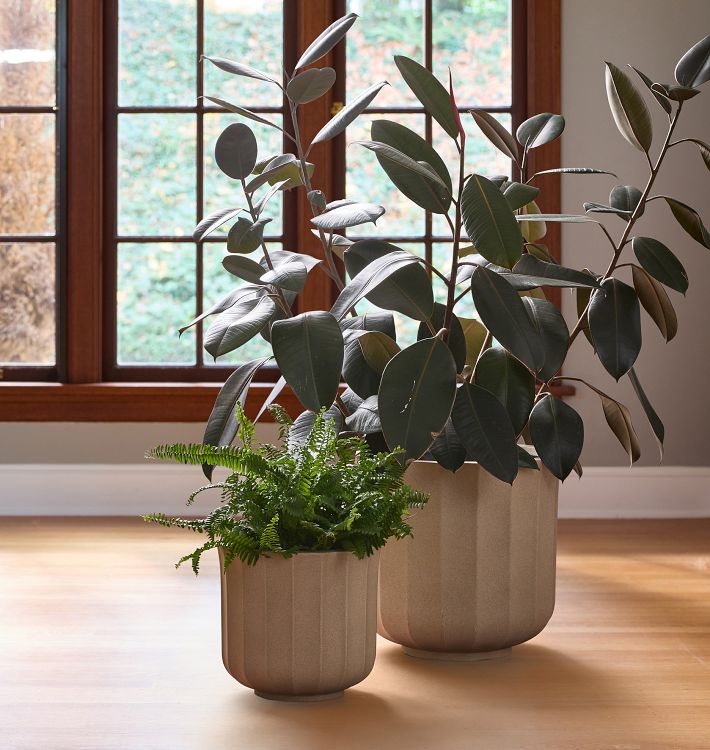 Liza Ficonstone Planters | Rejuvenation