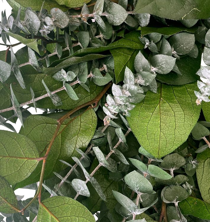 Salal - Dried and Preserved Salal - Dried Salal Leaves - Salal Leaves Green  Color - Dried Foliage - DIY Fowers - Dried Greenery