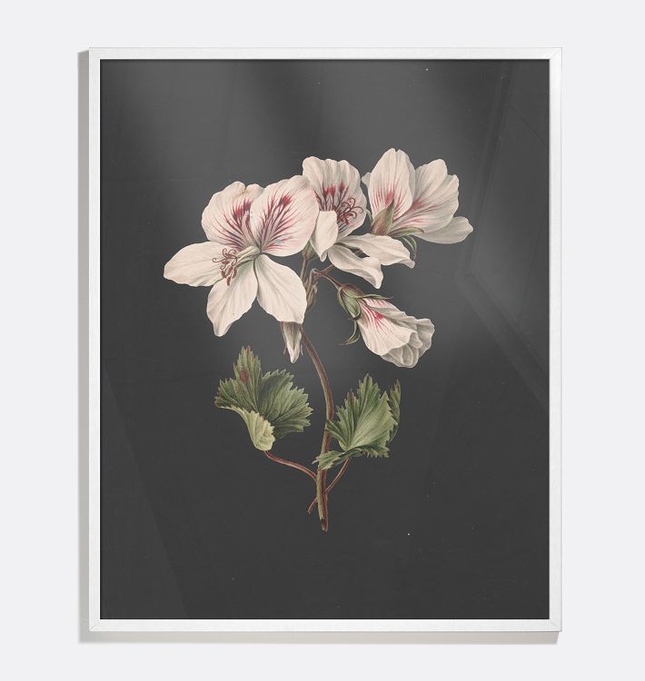 Flower Study I Framed Reproduction Wall Art Print