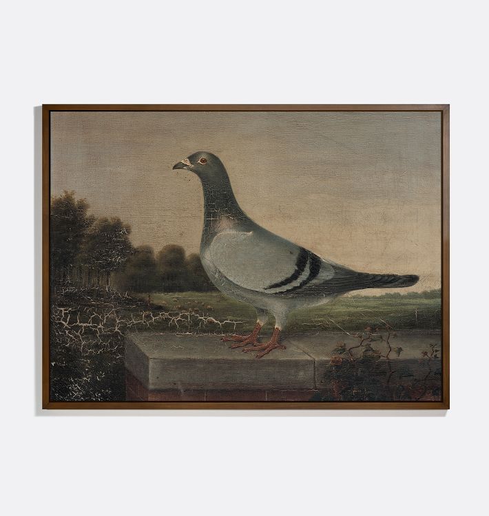 Pigeon Framed Reproduction Wall Art Print 21"x17" by Unknown Artist