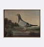 Pigeon Framed Reproduction Wall Art Print 21"x17" by Unknown Artist