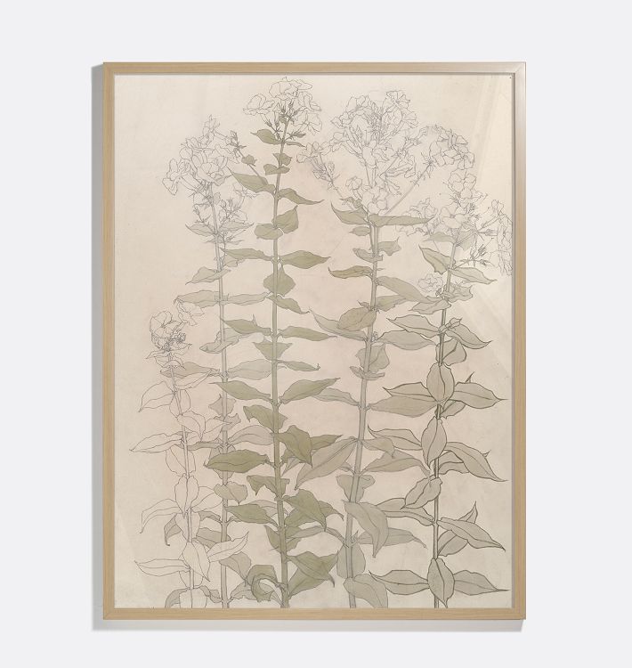 Studies of Phlox Framed Reproduction Wall Art Print 14"x18" by Julie de Glad