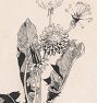 Dandelion Framed Reproduction Wall Art Print