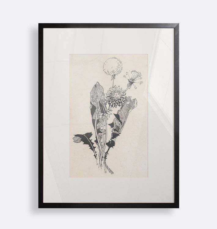 Dandelion Framed Reproduction Wall Art Print 12"x16" by Willem Wenckebach