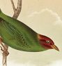 Birds by Sinclair Framed Reproduction Wall Art Print