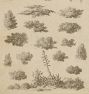 Foliage Studies Framed Reproduction Wall Art Print