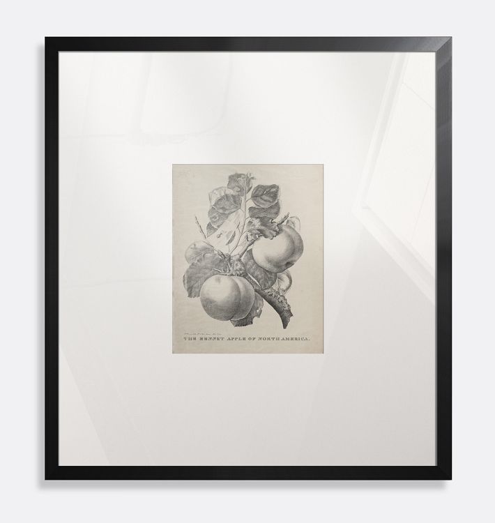 The Rennet Apple Of North America Framed Reproduction Wall Art Print, 20" x 22" - Black Finished Wood Frame with Acrylic Glaze