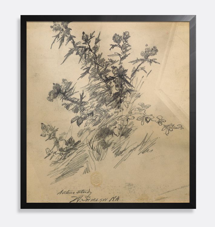 Nature Study Sketch Framed Reproduction Wall Art Print, 21" x 23" - Black Finished Wood Frame with Acrylic Glaze