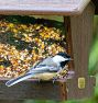Hopper Bird Feeder