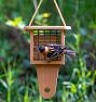 Modern Farmhouse Suet Bird Feeder with Tail Prop